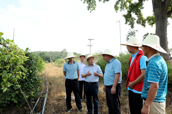 唐善茂(右四)实地察看帮扶村集体经济产业项目发展情况2.jpg
